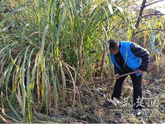 鏟除一枝黃花簡報(bào)4.jpg