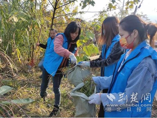 鏟除一枝黃花簡報(bào)2.jpg