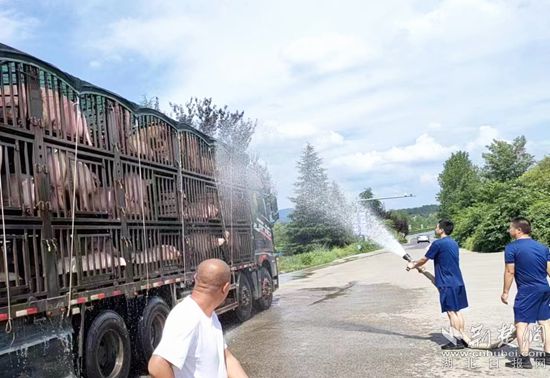 眼見一車生豬被救，長(zhǎng)途司機(jī)李師傅終于松了口氣 (1)_副本.jpg