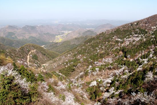 山上櫻花，山下油菜.jpg