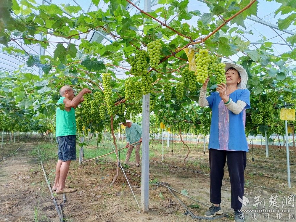 西王村陽光玫瑰葡萄園。通訊員 程愛華 攝.jpg.jpg