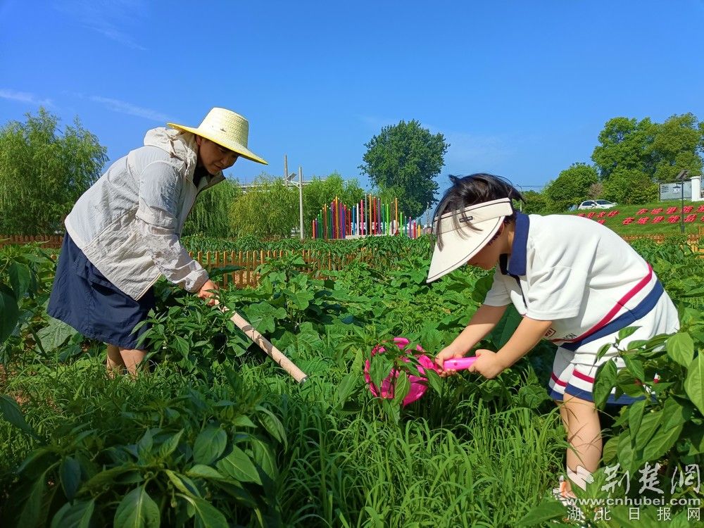 市民帶孩子在共享菜園里鋤草、澆水。通訊員 程愛華 攝.jpg.jpg